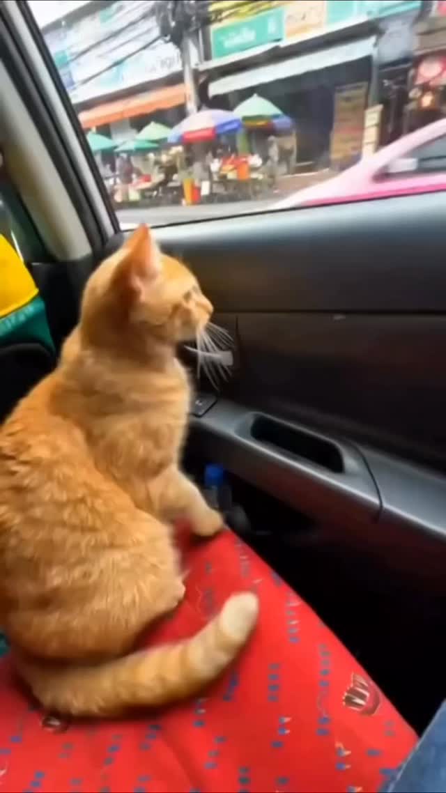 Entry aisi honi chahiye ki sab notice kare… even this little guest couldn’t resist stopping by. 🐾✨

Itrawala — where every visit feels premium and every fragrance leaves an impression.

🌐 Shop now from website (link in bio)
🛒 Available on Amazon

#Itrawala #ShopVibes #PerfumeStore #LuxuryFragrance #StoreVisit